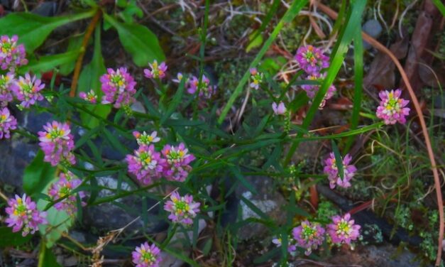 Curry Mountain Trail offers many beauties