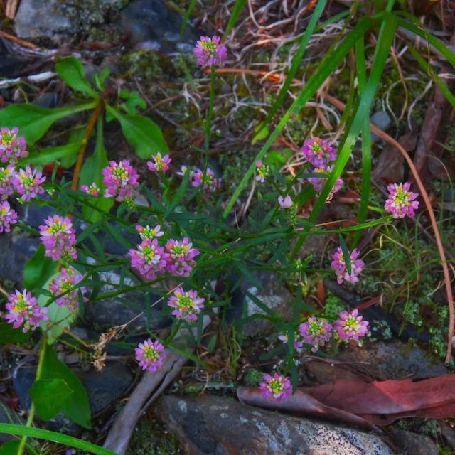 Curry Mountain Trail offers many beauties