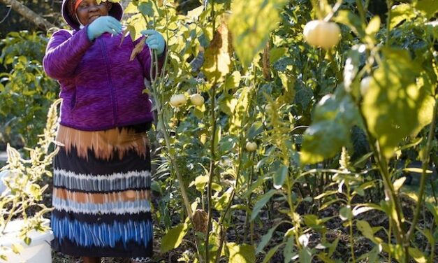 Refugee Farmers Provide Produce to the Community