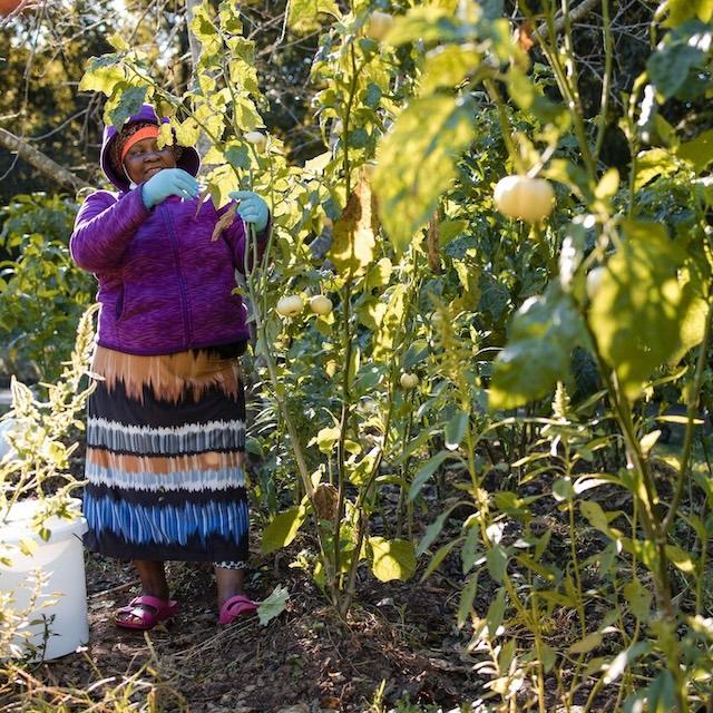 Refugee Farmers Provide Produce to the Community