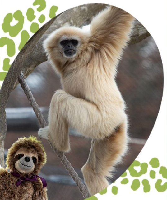 Gibbons are fun to watch at Zoo Knoxville