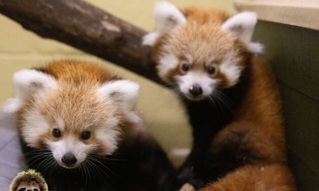 Zoo Knoxville welcomes two baby pandas