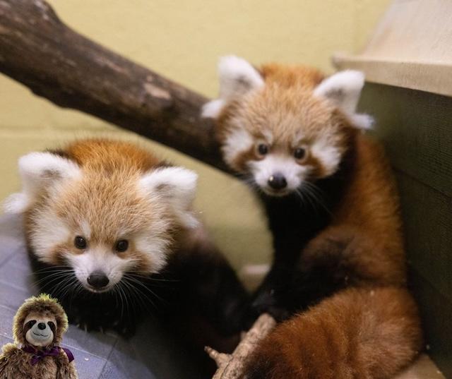 Zoo Knoxville welcomes two baby pandas