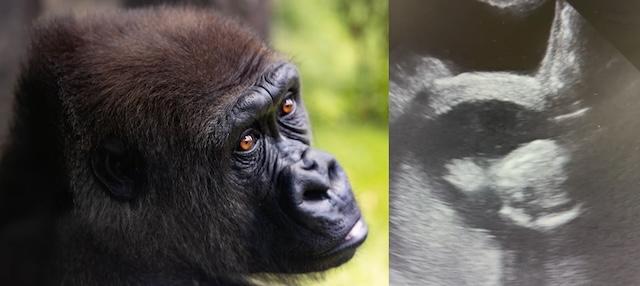 National Animal Days plus Zoo ‘News and Notes’