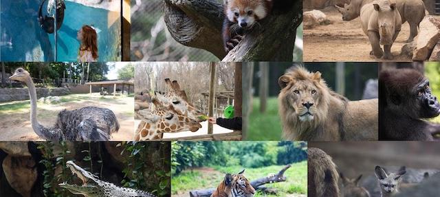 Zoo Knoxville announces $10 day on August 17