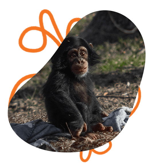 Orangutan Day is Tuesday: Visit with Zoo’s Great Apes