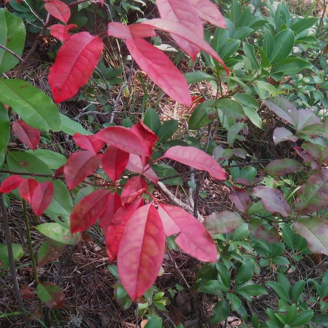 Lower Mount Cammerer Trail flowers in peak bloom
