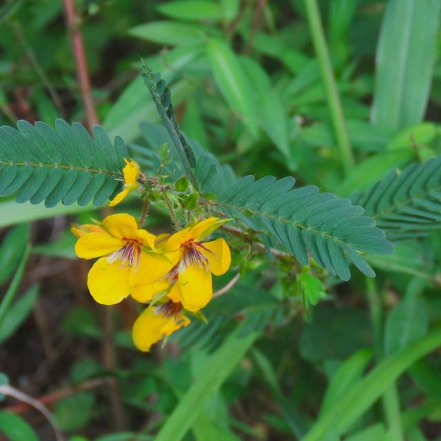 Harrington finds beauty on four trails