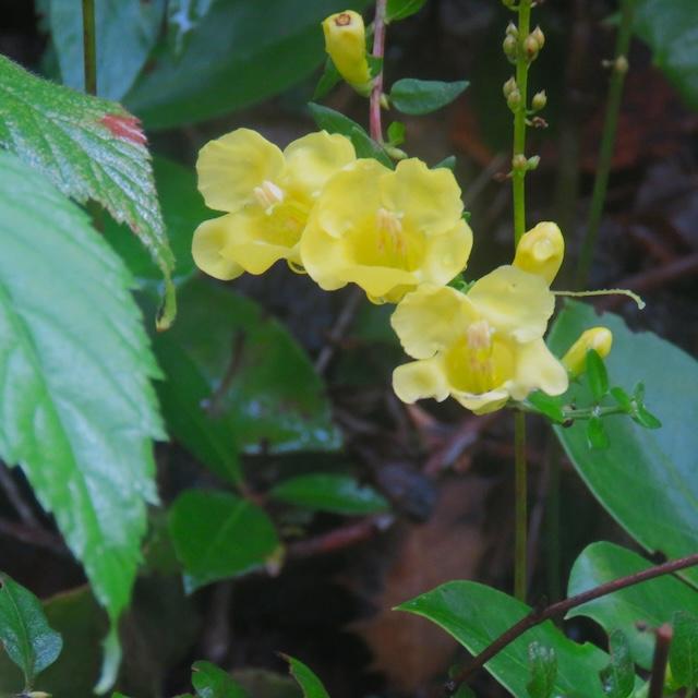 Blooms still on Lumber Ridge and Abrams Falls Trails