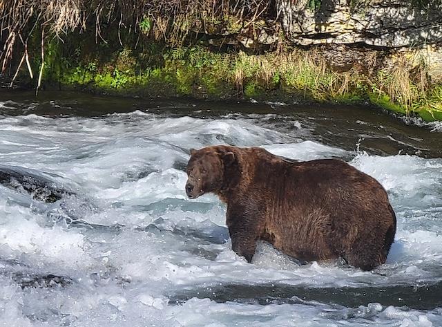 Vote for Your Favorite Fat Bear in Alaska this week!