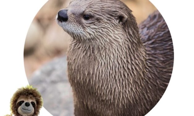 Otters and clean water