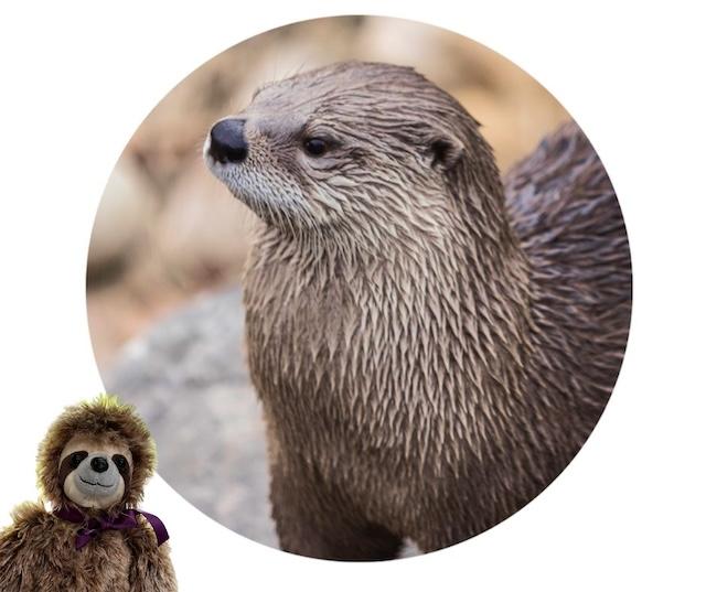 Otters and clean water