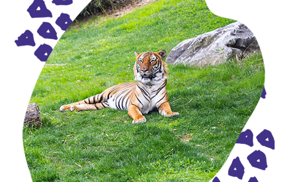 National Save A Tiger Month: Zoo Knoxville has tigers