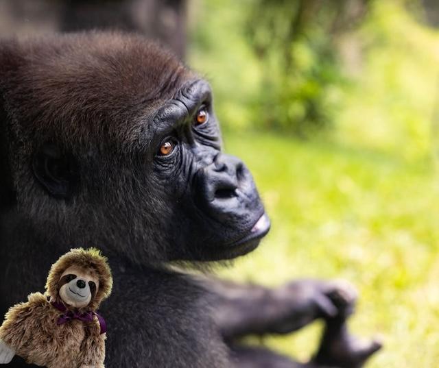 World Gorilla Day revisited