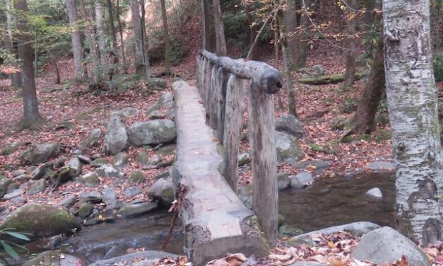 West Prong Trail offers bears, hogs and beauty