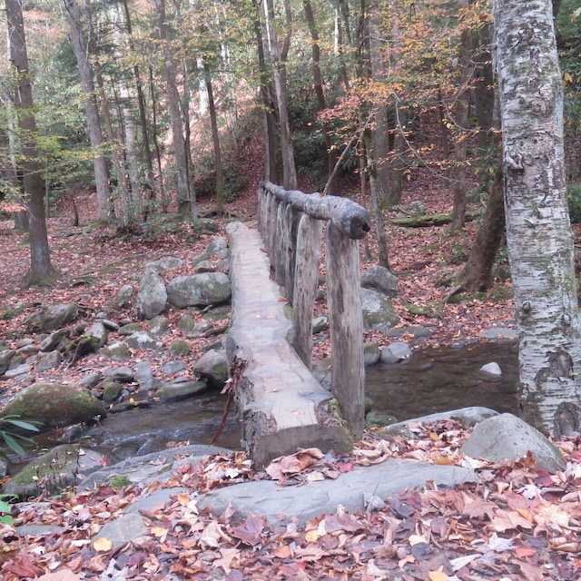 West Prong Trail offers bears, hogs and beauty