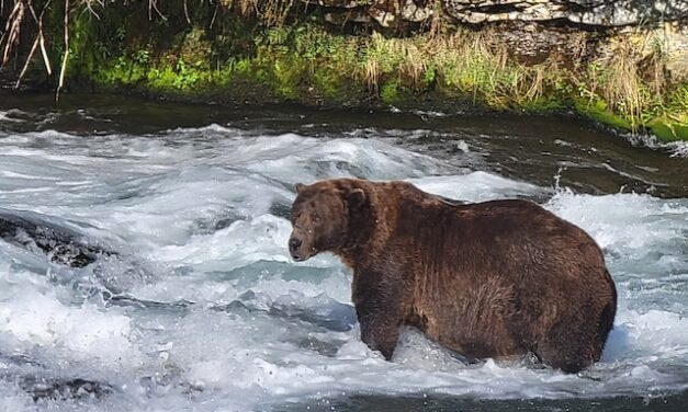 Chunk takes the crown: Fat Bear Week 2025 ends with a big winner