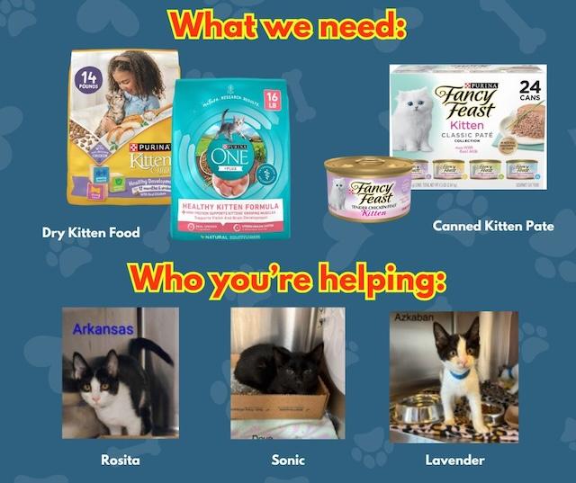 Help a kitty!