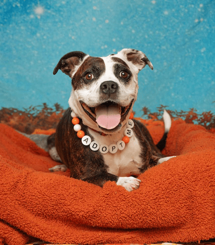 Block head with a heart of gold: Meet Draco!