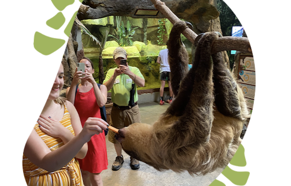 Hurry, hurry: It’s International Sloth Day (tomorrow)