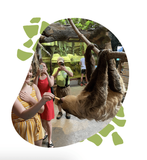 Hurry, hurry: It’s International Sloth Day (tomorrow)