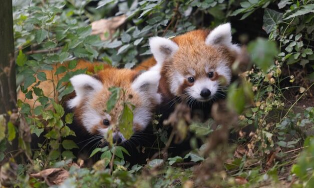 Wildlife Conservation Day: Every day at Zoo Knoxville
