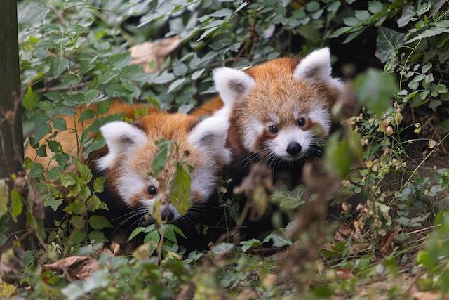 Zoo Knoxville names red pandas