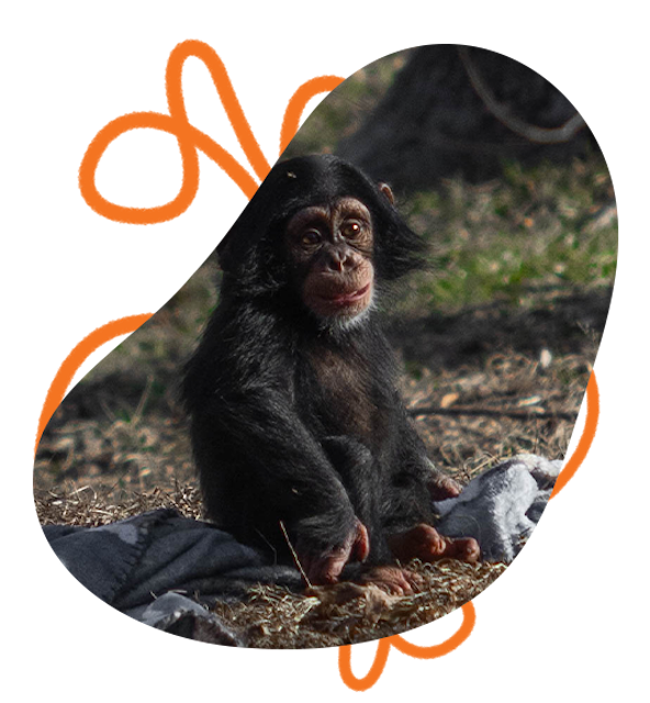 Jane Goodall: A voice in the animal kingdom