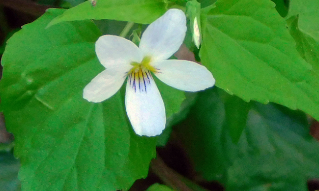 Harrington reports on Chestnut Top Trail