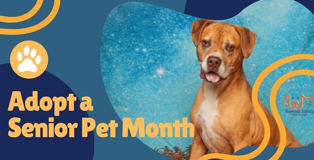November is ‘Adopt a Senior Pet Month’: Celebrate with Arlo