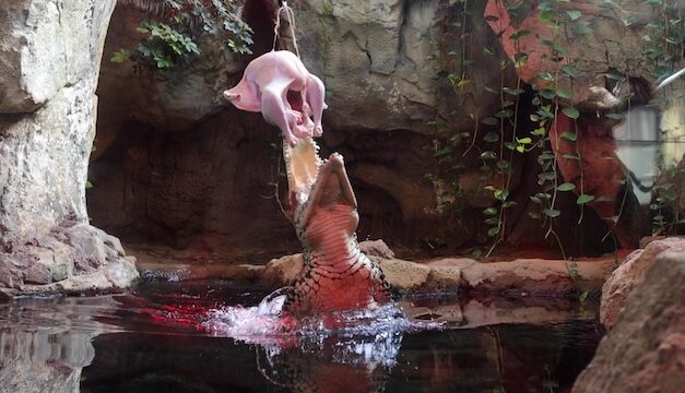 Cuban Crocodiles at Zoo Knoxville leap for a Thanksgiving Turkey