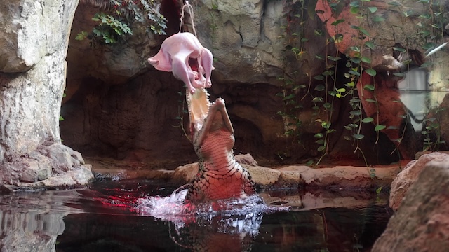 Cuban Crocodiles at Zoo Knoxville leap for a Thanksgiving Turkey