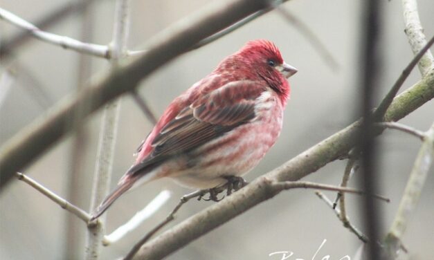 The bird in your backyard: 30 hungry species to watch this winter
