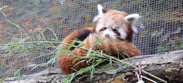 Red Panda cubs experience their first snowfall