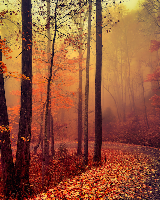 Foggy Autumn paths: A mystical scene in the Southern Appalachians
