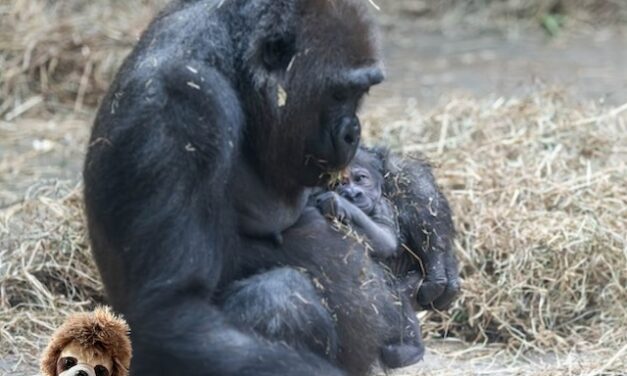 Kumi’s first baby born at Zoo Knoxville