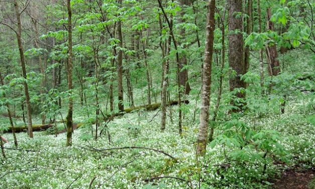 Thanksgiving week hike on Porter Creek Trail