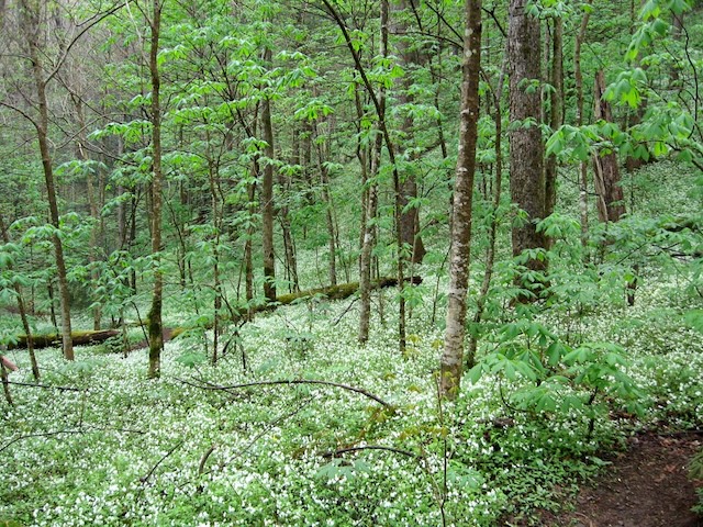 Thanksgiving week hike on Porter Creek Trail