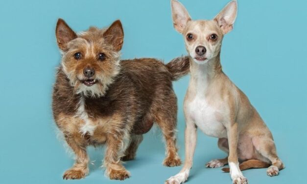 From loss to love: Help these bonded pups start again