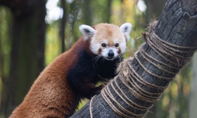 Lincoln, the red panda, passes away at Zoo Knoxville