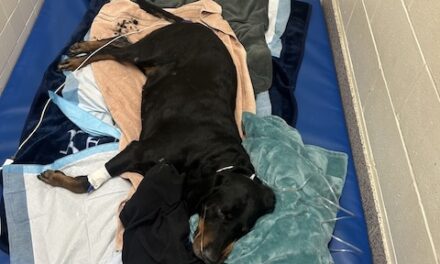 Grease fire destroys apt, causes injuries including dog