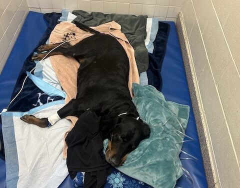 Grease fire destroys apt, causes injuries including dog