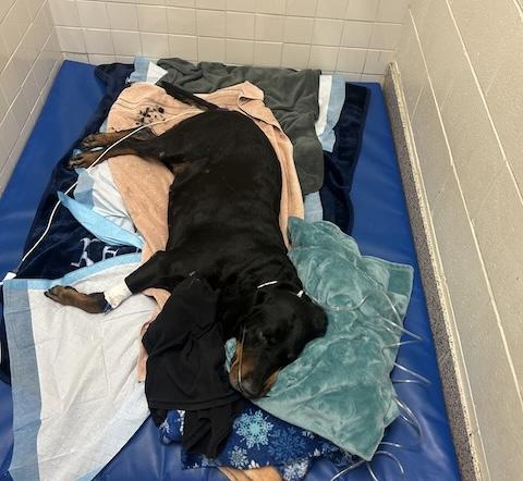 Grease fire destroys apt, causes injuries including dog