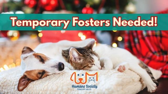 Paws for the Holidays: A call for holiday fosters