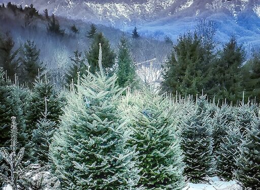 Winter Wonder: Capturing snowy sunsets in the High Country