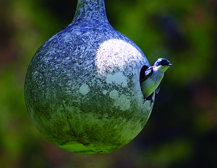 “Let’s Build a Nest,” a Zoom presentation by the UT Arboretum Society