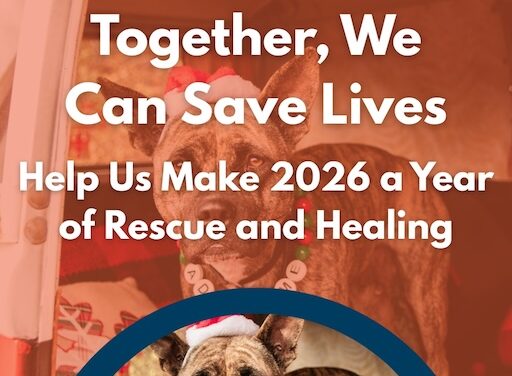 Find your new friend at HSTV