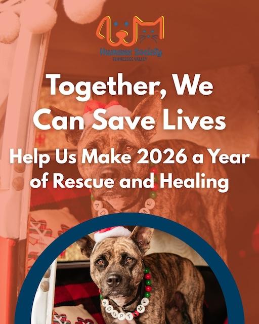 Find your new friend at HSTV