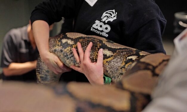 Don’t miss  Snake Day and Zoo Camp at Zoo Knoxville