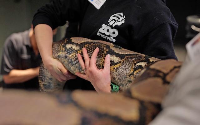 Don’t miss  Snake Day and Zoo Camp at Zoo Knoxville